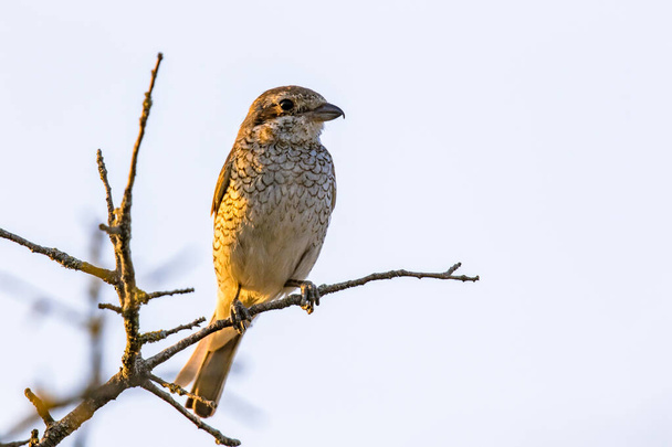 Red-backed shrike (Lanius collurio) juvenile bird perched on branch and looking for food against blue sky. Wildlife scene in nature. - Photo, Image