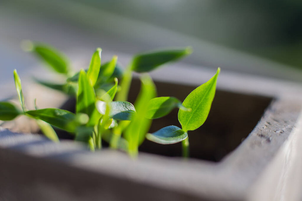 zielone małe rośliny kiełkują w doniczce na strzelanie makro okna. prawidłowe odżywianie zdrowa żywność - Zdjęcie, obraz
