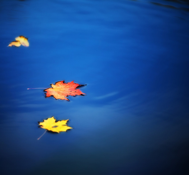 Maple leaves on water - Photo, image