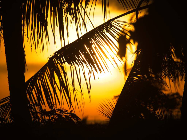 Plantas em frente à silhueta do pôr do sol Canggu, Bali. - Foto, Imagem