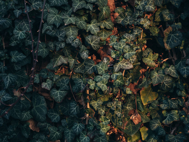 Ivy background. Ivy on wall. - Foto, imagen