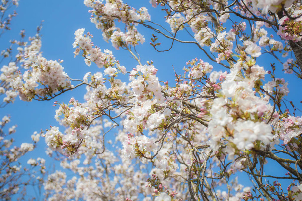 Όμορφα πολύχρωμα φρέσκα ανοιξιάτικα λουλούδια με καθαρό γαλάζιο ουρανό. Άνθη κερασιάς φωτεινά παστέλ λευκό και ροζ χρώματα, το καλοκαίρι και την άνοιξη φόντο πλήρη άνθιση κοντά χαρούμενα φύση - Φωτογραφία, εικόνα