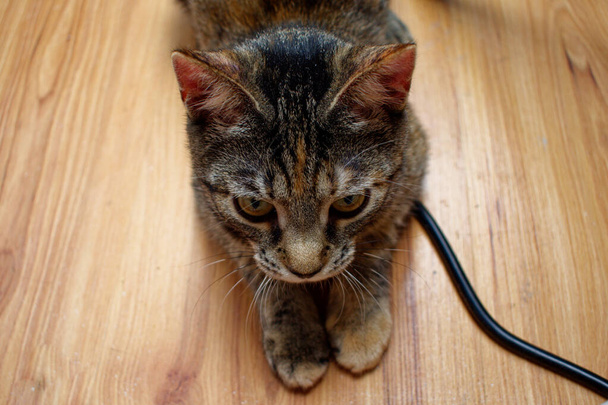 Retrato de un lindo gatito gris de 5-6 meses. Gato de tabby. Pequeño gatito gris miente y descansa. - Foto, imagen