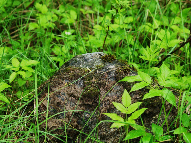 βρύα σε μια πέτρα ανάμεσα στο γρασίδι, καλοκαίρι - Φωτογραφία, εικόνα