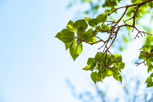 Spring branch with green leaves on the background of a clear blue sky. - Φωτογραφία, εικόνα