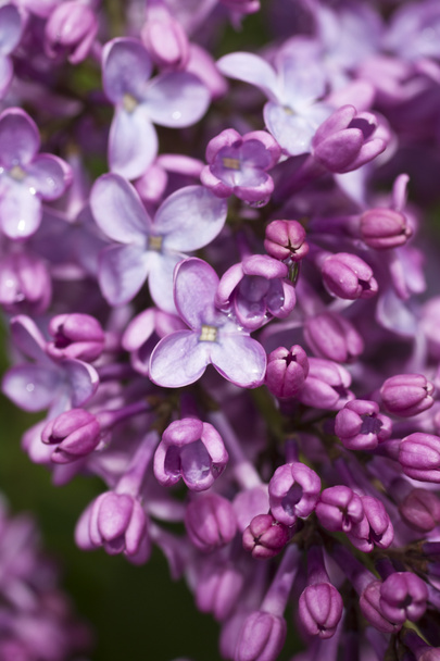 Beautiful purple lilacs - Photo, Image