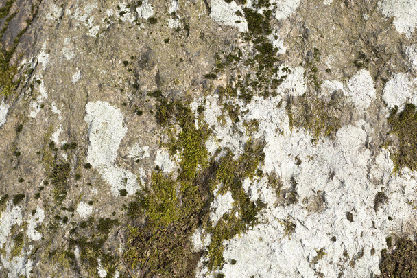 Fondo natural abstracto. Textura de musgo y piedra. Primer plano de los elementos de la naturaleza. - Foto, Imagen