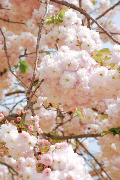 Japanese flower Sakura.Sakura flower.Cute tree branches with pink flowers.Beautiful cherry blossom tree in full bloom against a blue cloudy sky.Beautiful cherry blossom on a cherry tree in a garden - Photo, Image