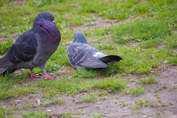 Homeless pigeons on the grass in summer - Photo, Image