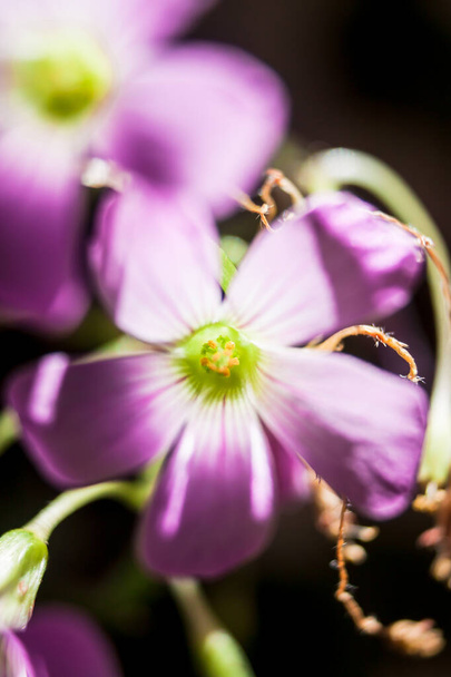 Macro shot di mezzo di un fiore di acetosa rosa alla luce del sole. - Foto, immagini