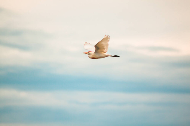 Цапля крупного рогатого скота (Bubulcus ibis), летящая на облачном небе поздним вечером. - Фото, изображение
