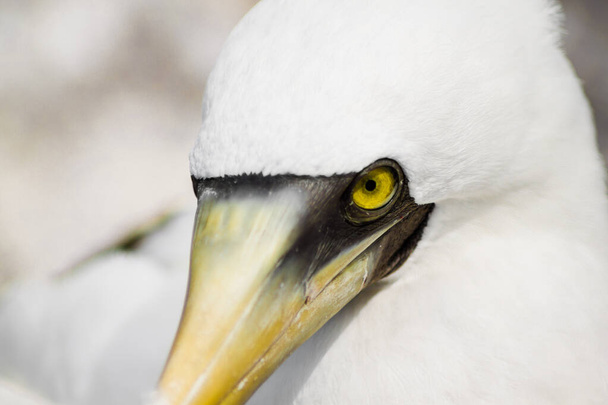 Közelkép a Maszkos Booby (Sula dactylatra) élénk sárga szeme körül az Abrolhos-szigetcsoport egyik szigetéről, egy brazíliai tengeri nemzeti parkból. Más néven: álarcos gannet, kék arcú mellbimbó. - Fotó, kép