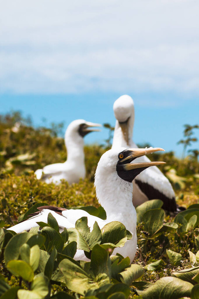 Maszkos Booby (Sula dactylatra) az Abrolhos szigetcsoport egyik szigetéről, egy brazíliai tengeri nemzeti parkból. Egy az előtérben és kettő a háttérben. Más néven: álarcos gannet, kék arcú mellbimbó. - Fotó, kép