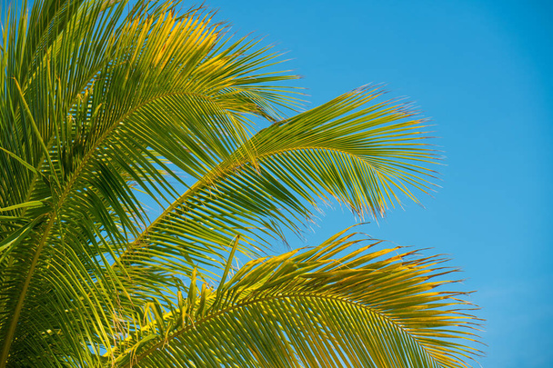 Kokospalme. Grüner Ast. Blauer Himmel auf dem Hintergrund. Frühjahrspause oder Sommerferien. Tropische Natur. Ozeanparadies. Gut fürs Reisebüro. Hohe Auflösung mit Kopierraum.  - Foto, Bild