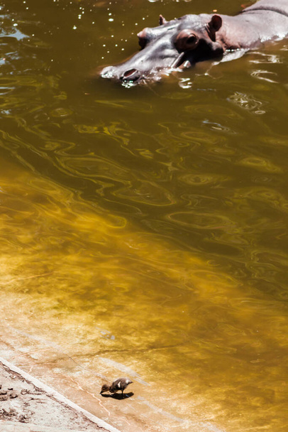 Hipcio, przeważnie zanurzony, obserwuje małe kaczątko na brzegu wody.. - Zdjęcie, obraz