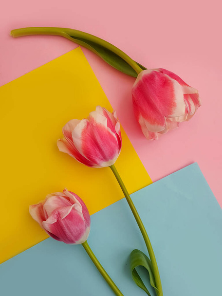 fiore di tulipano su cornice sfondo colorato   - Foto, immagini