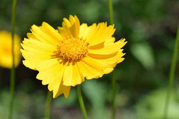 美しい黄色の花コロスピスlanceolata 。初夏に撮影。選択的焦点とボケと庭でのランスリーフコロシスの黄色の花。 - 写真・画像