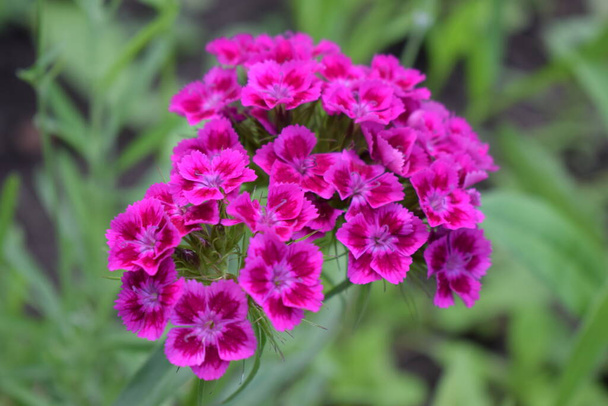 Ανθισμένη από τον Dianthus barbatus. Κοντινό πλάνο του βαθιού ροζ και κόκκινου κεφαλιού Dianthus barbatus (Sweet William) λουλούδι (ή Bart Nelke) - Φωτογραφία, εικόνα