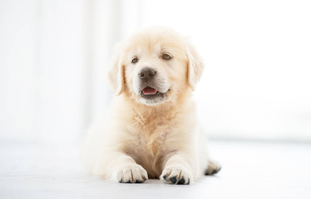 Sweet retriever puppy - Zdjęcie, obraz