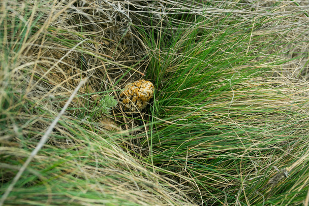 Morel ou Verpa bohemica. Un délicieux champignon comestible qui pousse au début du printemps entre les tiges d'herbe sèche. Belle scène de la forêt de printemps. - Photo, image