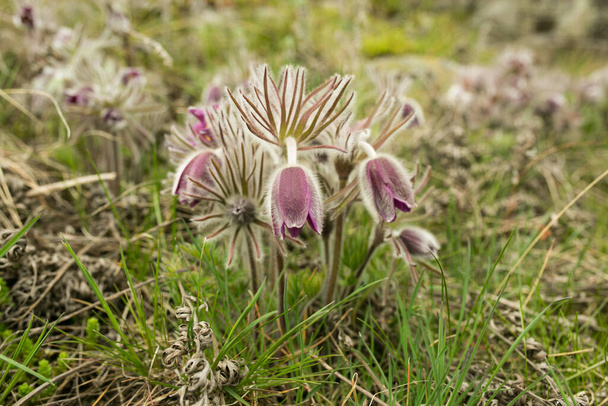 Dream herb. Flowers of the Windflower or Pulsatilla Patens. First spring april blue sleep grass flowers - Photo, Image
