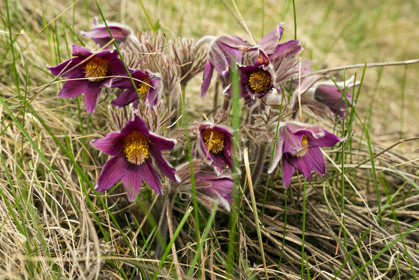 Dream herb. Flowers of the Windflower or Pulsatilla Patens. First spring april blue sleep grass flowers - Photo, Image