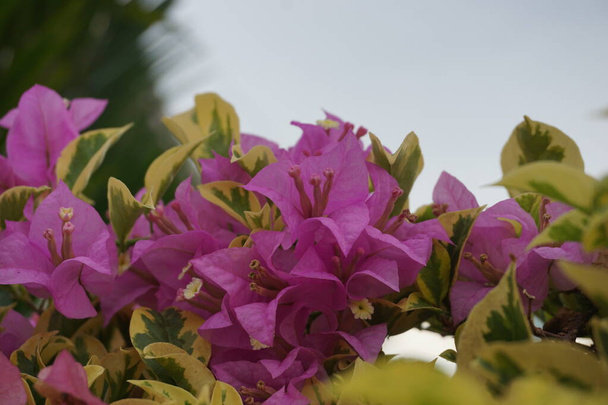 Экзотический бугенвиллийский цветок в природе - Фото, изображение