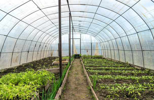 Old village greenhouse with growing seedlings of vegetables and greenery - Photo, Image