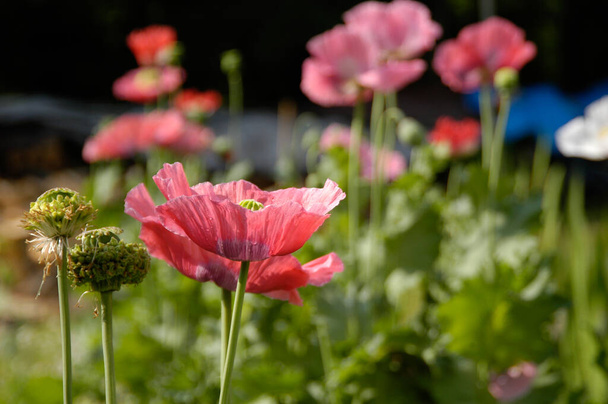 Flores de amapola en el jardín en el sol del mediodía - Foto, Imagen