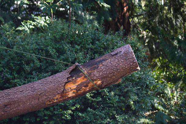 sosteniendo un tronco grueso cortado por una cuerda para moverlo a un camión o carpintero - Foto, imagen