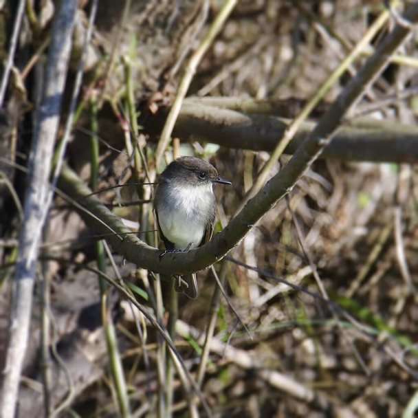 Східна Фіва (sayornis febe)  - Фото, зображення
