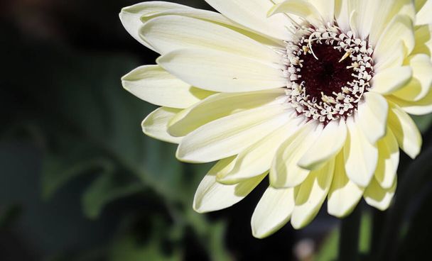 Primer plano de una flor de gerberas blancas. - Foto, imagen