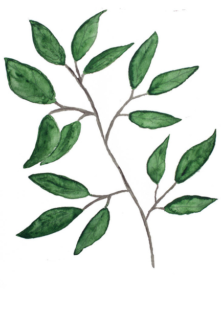 branche avec feuilles, illustration aquarelle florale - Photo, image