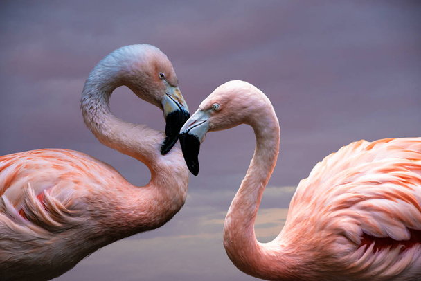 Amerikkalaisia Flamingoja. Amerikkalainen flamingo (Phoenicopterus ruber) on suuri flamingo-laji, joka tunnetaan myös nimellä Karibian flamingo. - Valokuva, kuva