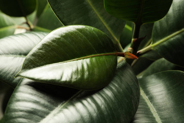 Ficus with lush leaves, closeup. Tropical plant - Фото, изображение