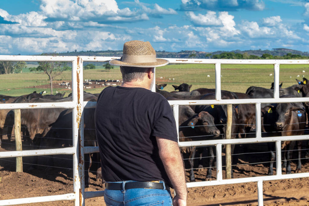 middle-aged farmer and cattle rancher observes an aberdeen angus livestock confinement in Brazil - 写真・画像
