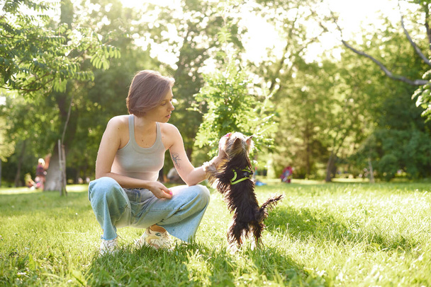 女は公園で犬を訓練する。若い女の子が走り、彼女のヨークシャーテリアと緑の公園で遊んでいます - 写真・画像