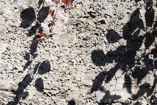 Gray textured wall with shadows and tree leaves - Valokuva, kuva