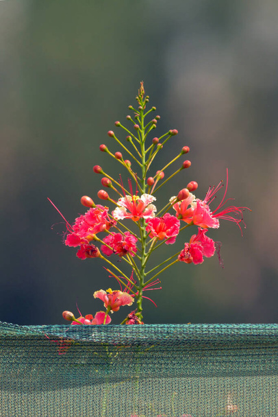 Gulmohar flower close up shot - Photo, Image