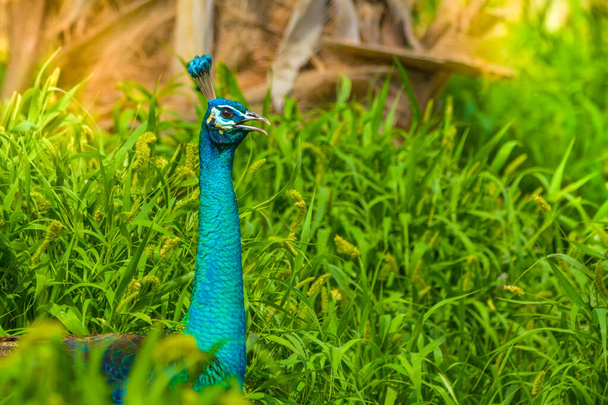 Peacock close up head shot - Photo, Image