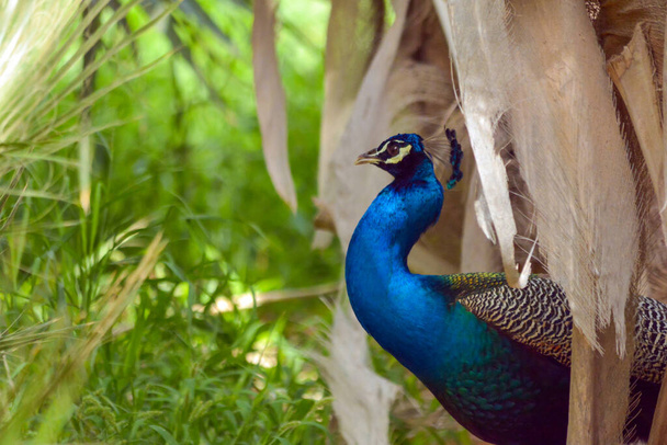 Peacock κοντινό πλάνο στο κεφάλι - Φωτογραφία, εικόνα
