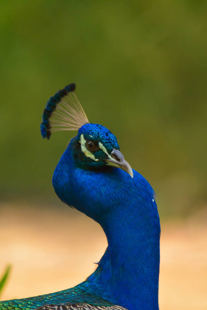 Peacock close up head shot - Fotografie, Obrázek