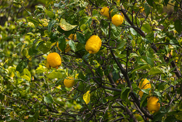 primo piano bellissimo albero con limone giallo grande circondato da molte foglie verde brillante, messa a fuoco morbida - Foto, immagini