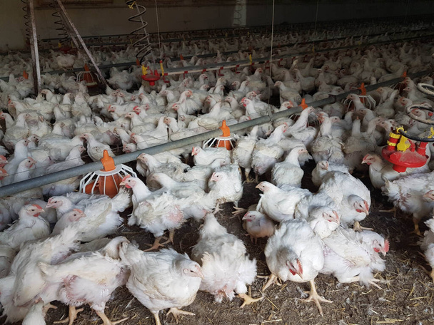 gallinas gallinas gallinas granja de aves de corral muchos mirando alimentación caminando alrededor - Foto, imagen