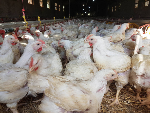 polli galline pollame fattoria molti cercando alimentazione a piedi intorno - Foto, immagini