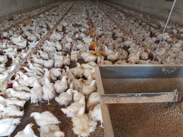 csirkék tyúkok baromfitartó gazdaság sok keres etetés járkál - Fotó, kép