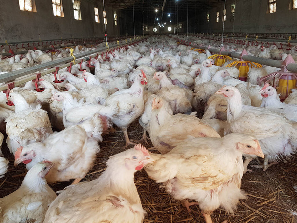 kippen kippen pluimveehouderij velen op zoek voeden lopen rond - Foto, afbeelding
