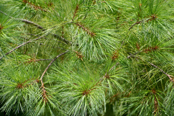 Oostelijke witte pijnboom close-up - Foto, afbeelding