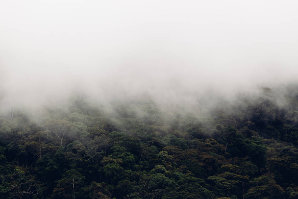 An aerial view of a dense forest on a foggy day - Fotó, kép