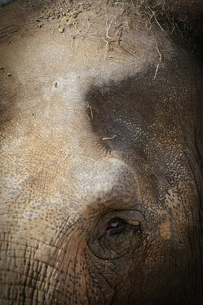 A vertical closeup headshot of an elephant with dirt and dried grass on its head - Foto, immagini